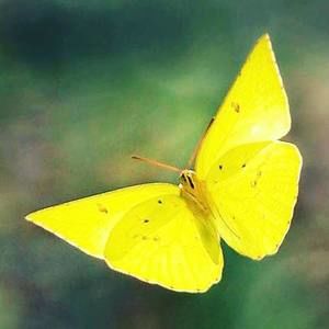 Meet your Posher, Chandra